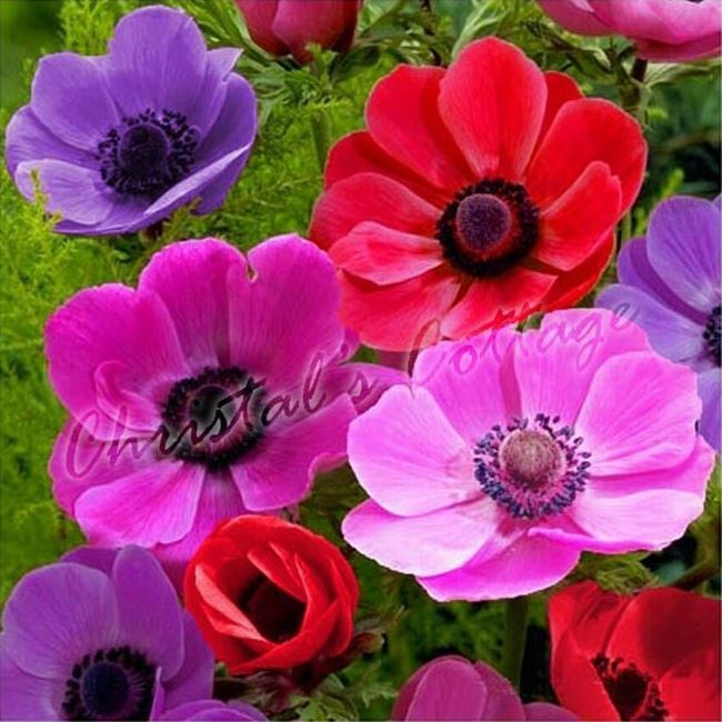 fleurs