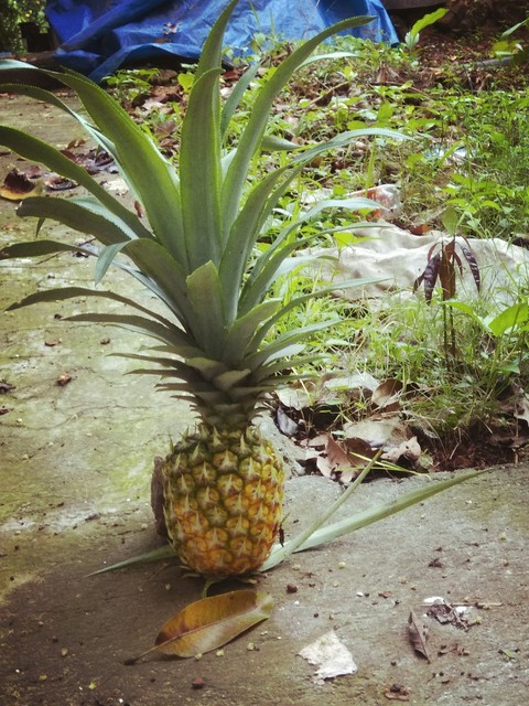 pineapple