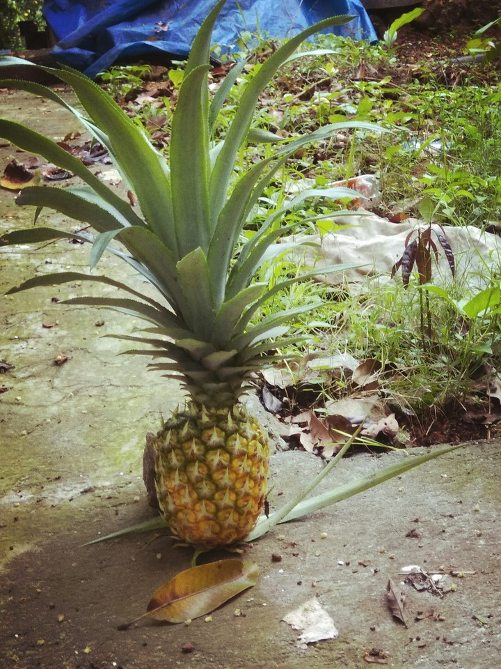 pineapple