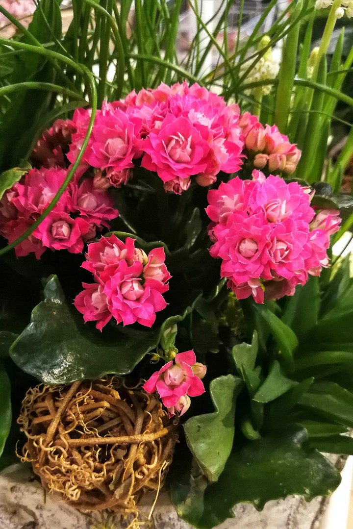 Blumen im Blumentopf