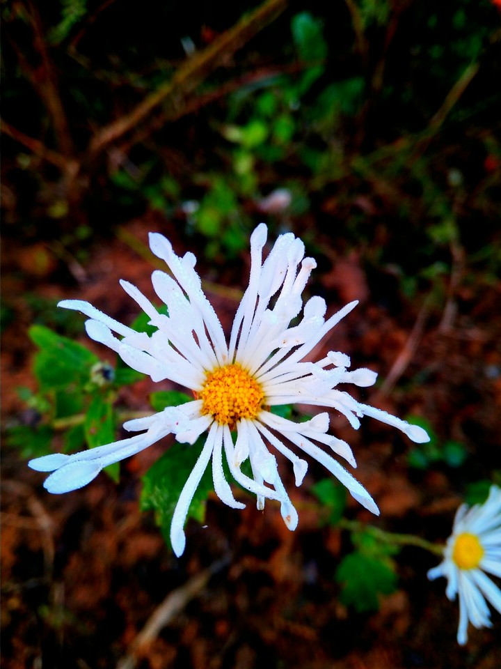 flowerclik