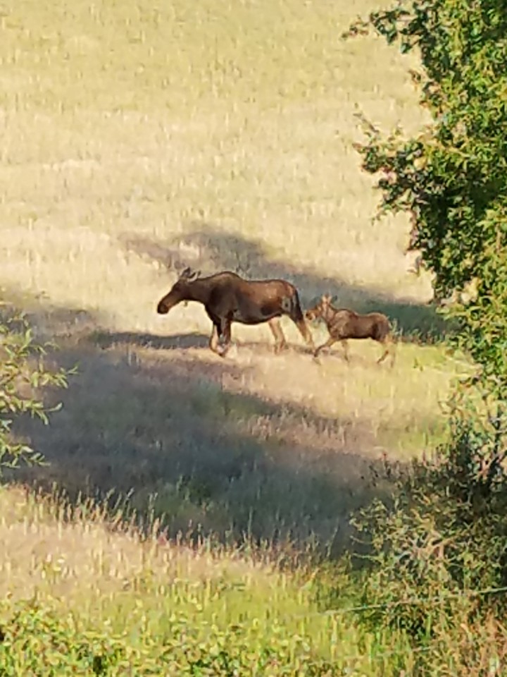 moose and babe just out of town