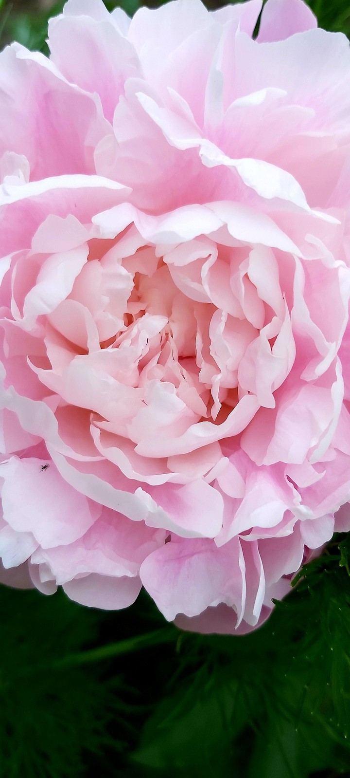 ♡