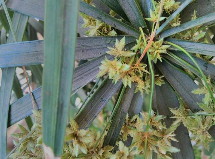 Green leaves