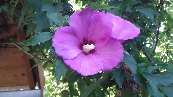 a flower