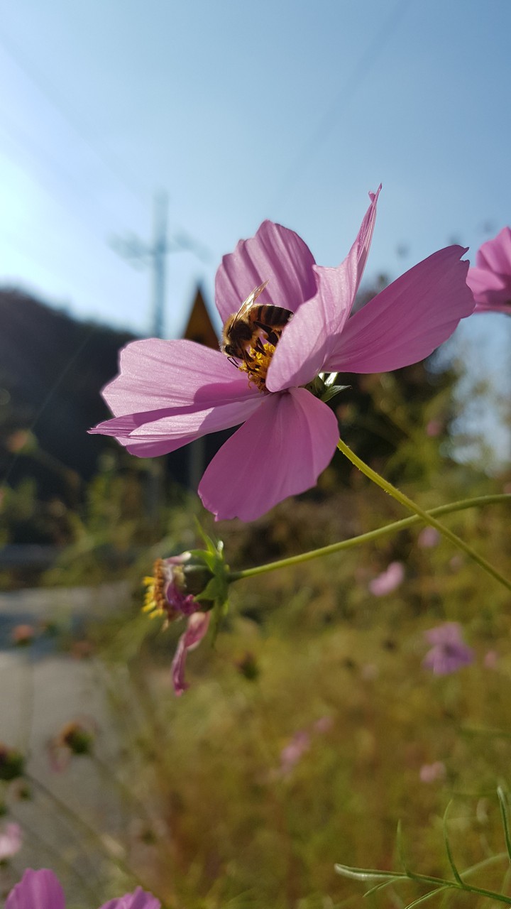 cosmos with bee