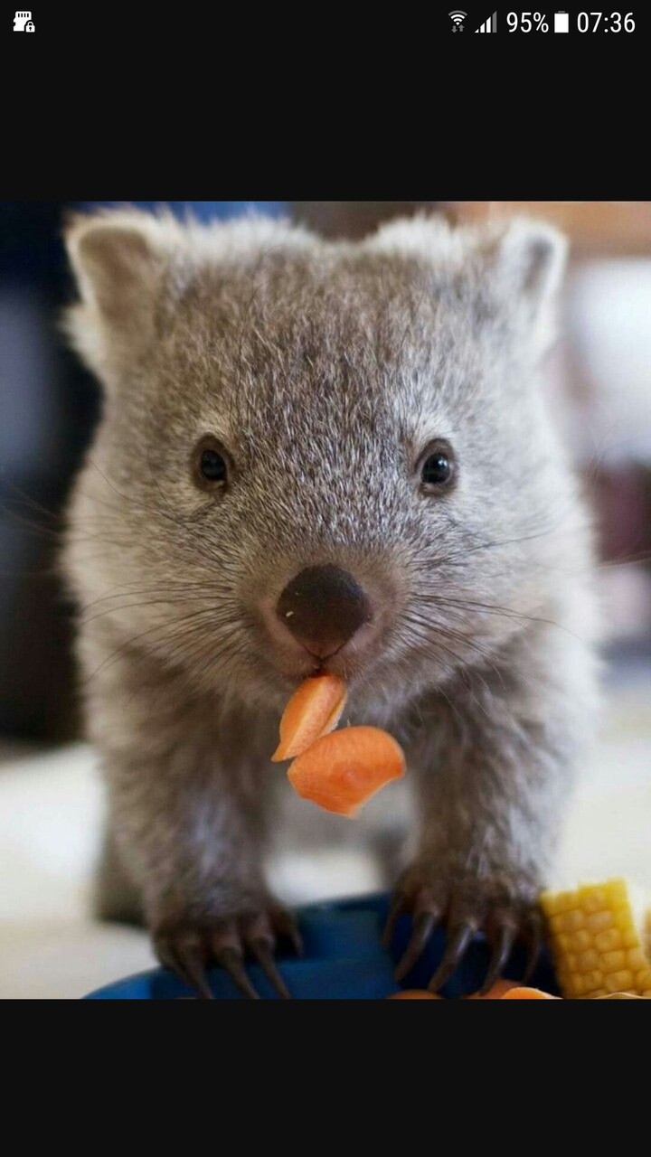 Wombat