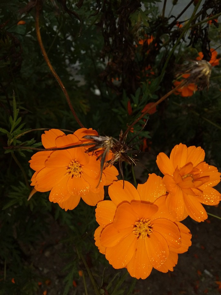 Flor naranja