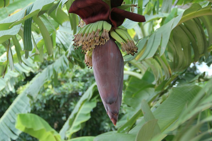 Hoa chuối cực đẹp