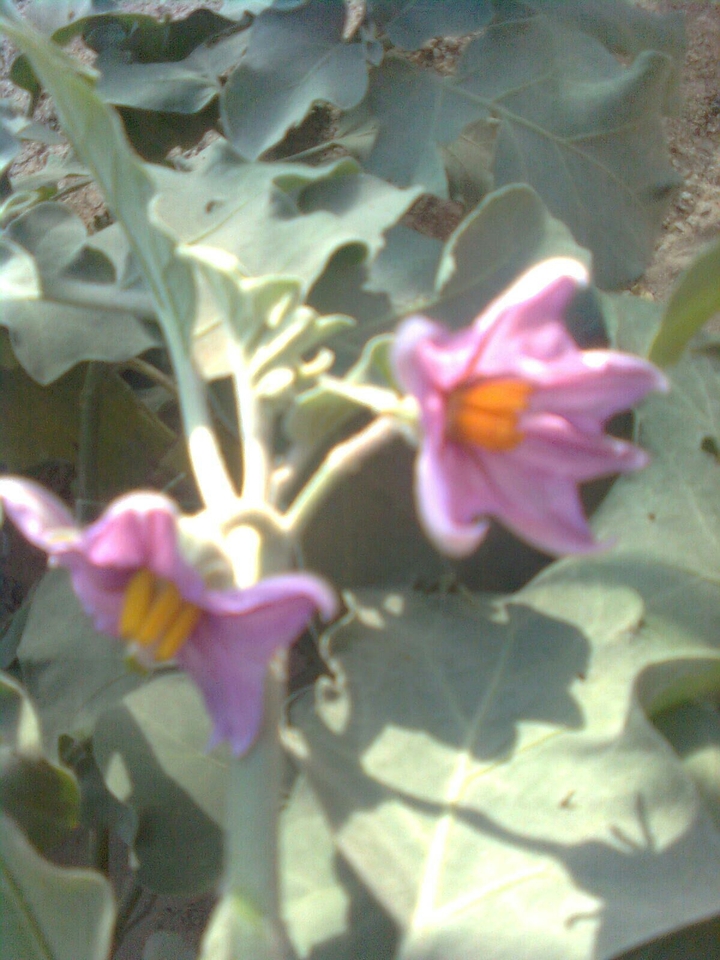 flowers