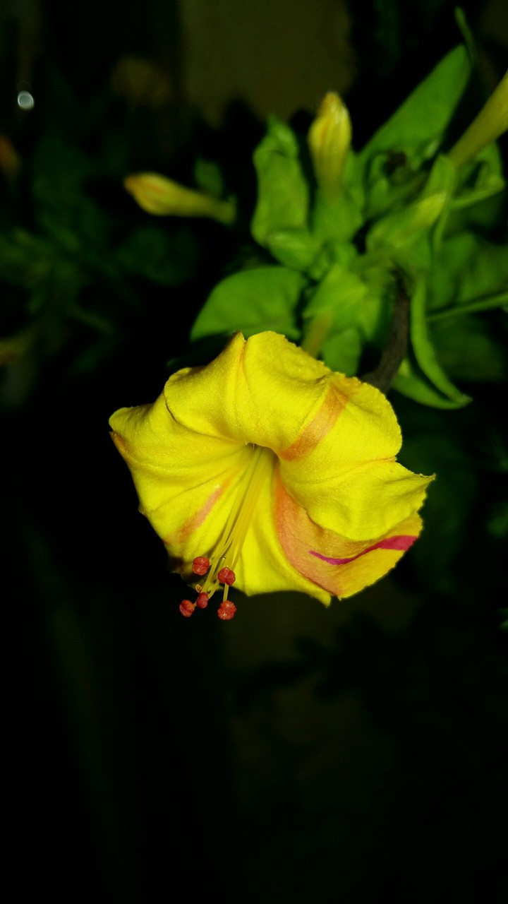 Red shade on yellow flower