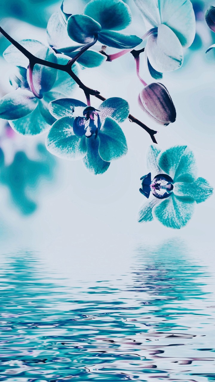 blume