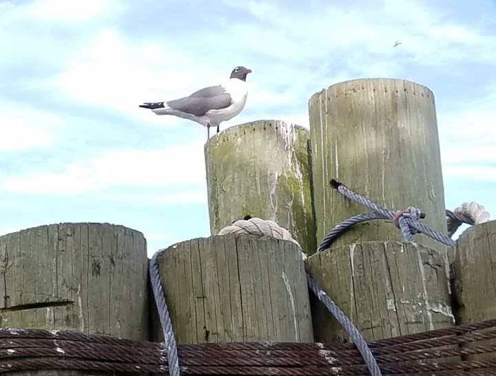 Seagull at Fort Fisher