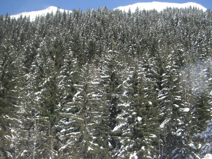 nothing but trees and snow