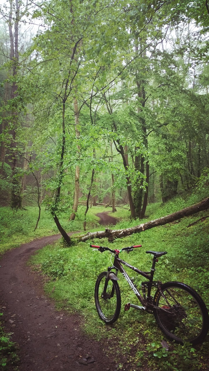 into the woods