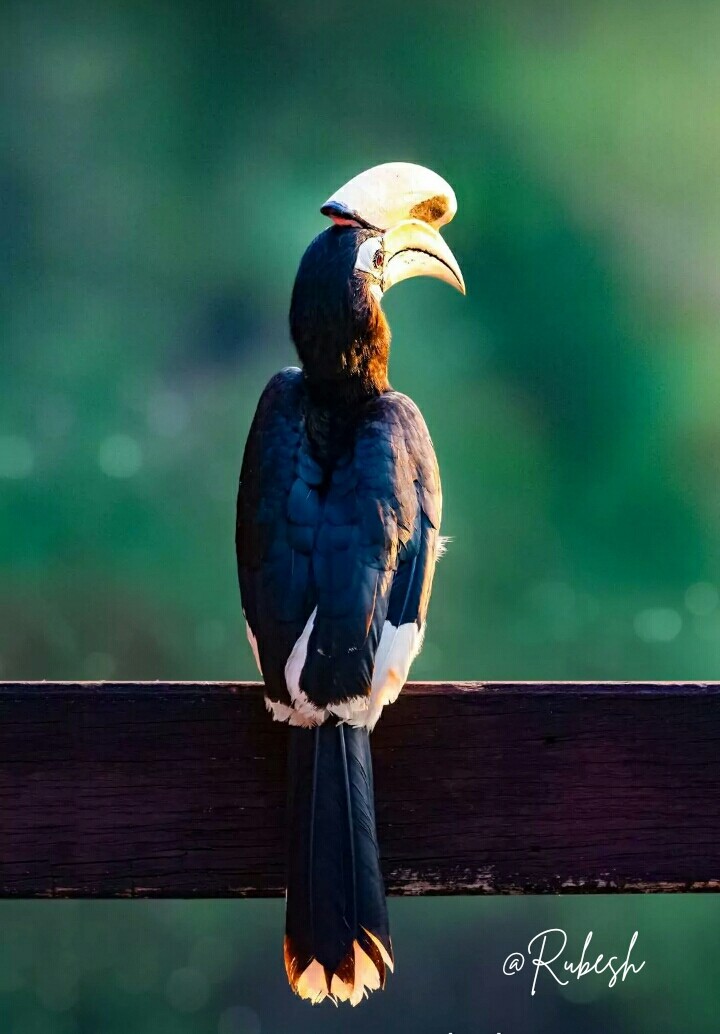 wildlife