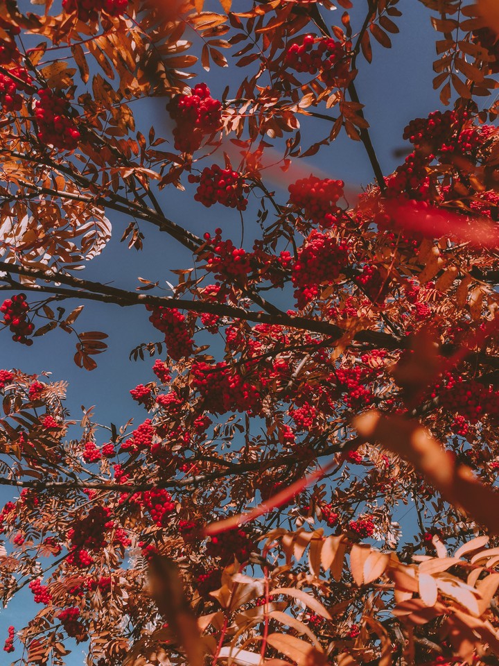 autumn