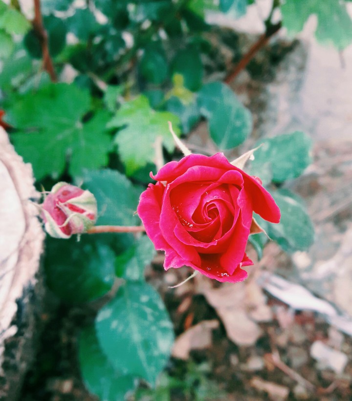 flower