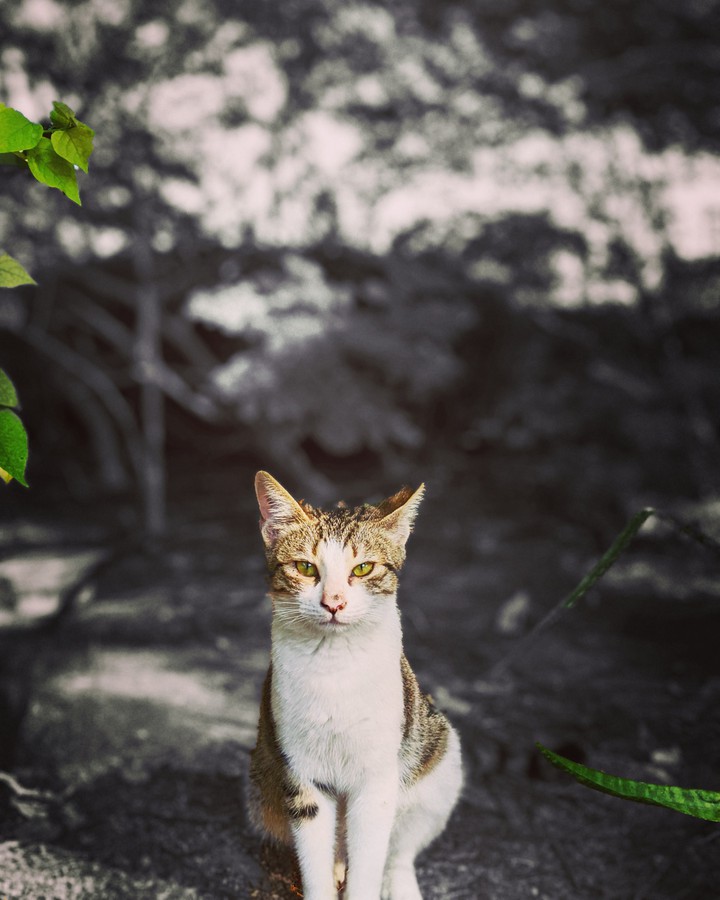 Look into my eyes!