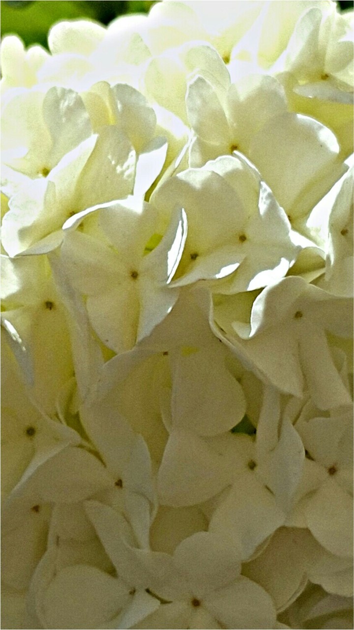 ortanca çiçeği