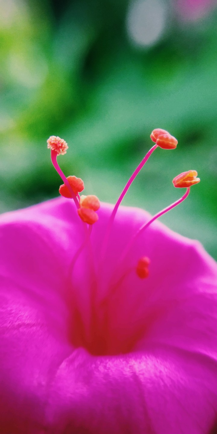 pink flower