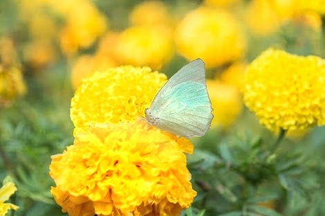 Butterfly on Marigold flower