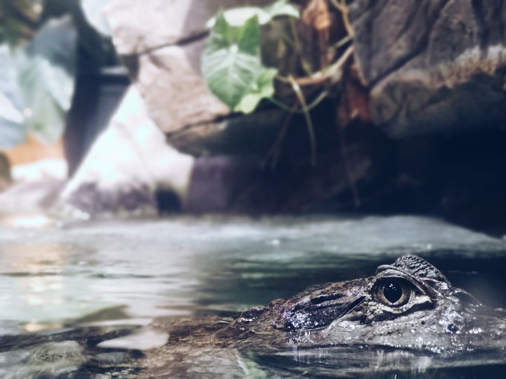 aligator