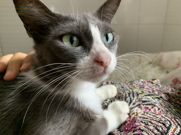 my cat ?