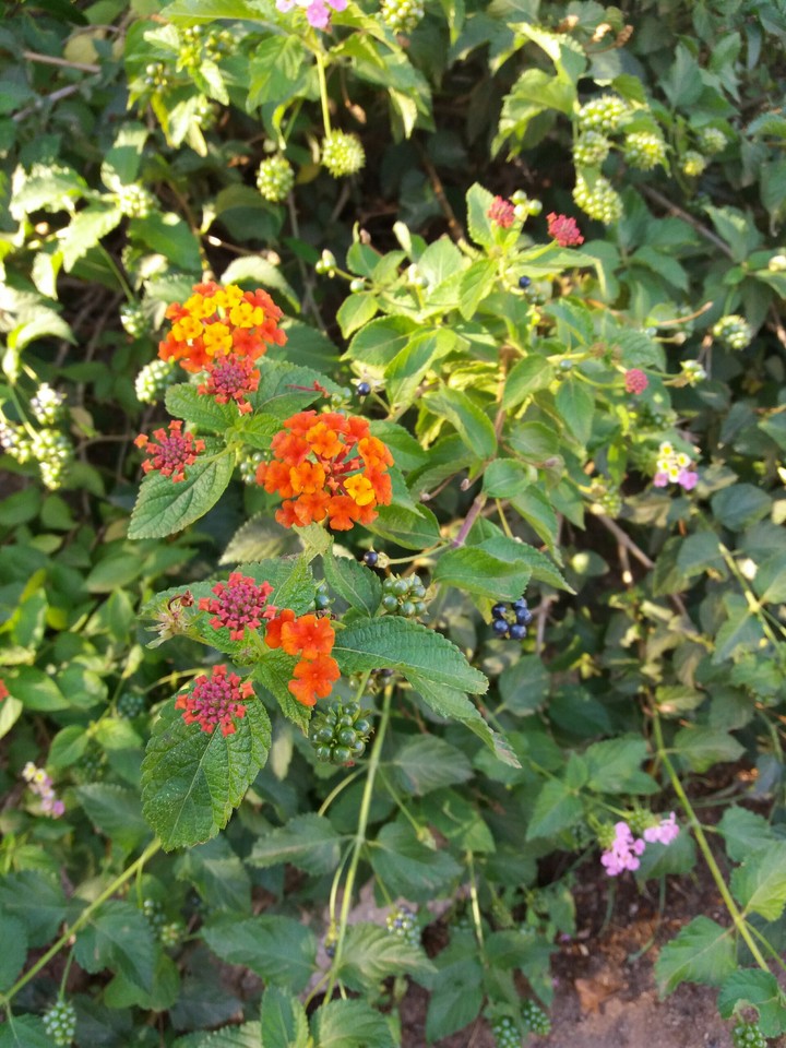 Lantana in fiore