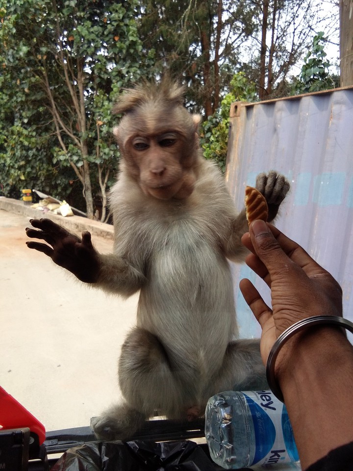 so cute monkey???