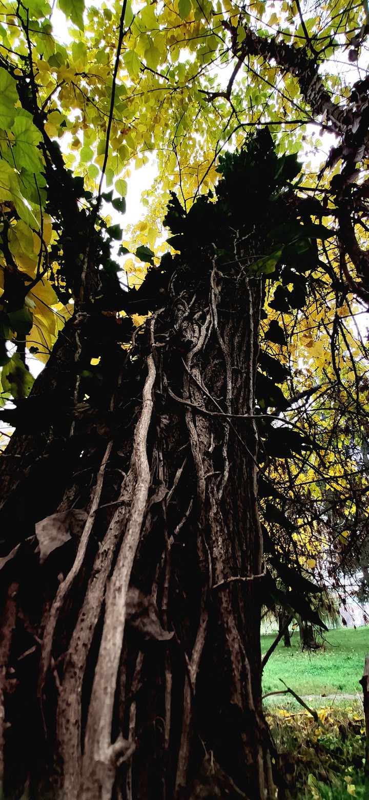tree