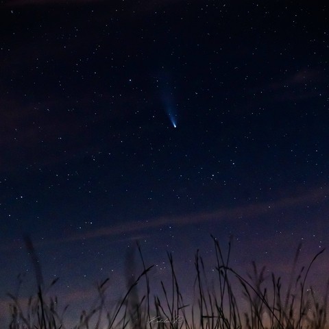 шпалери atmosphere, branch