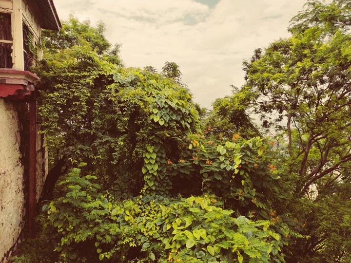 nature