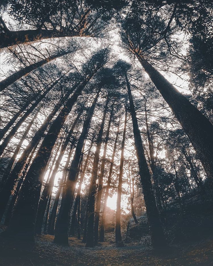 forest...