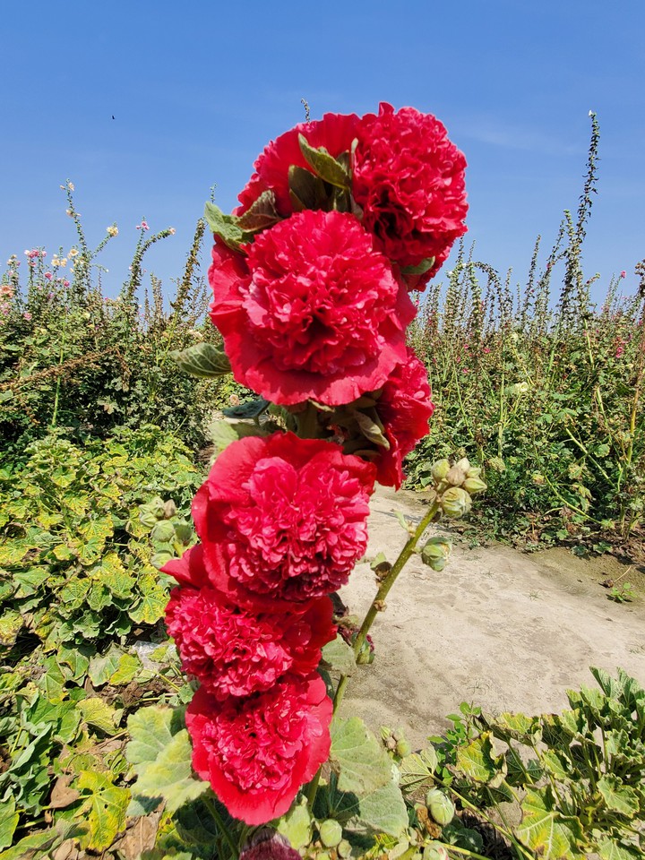Hollyhock
