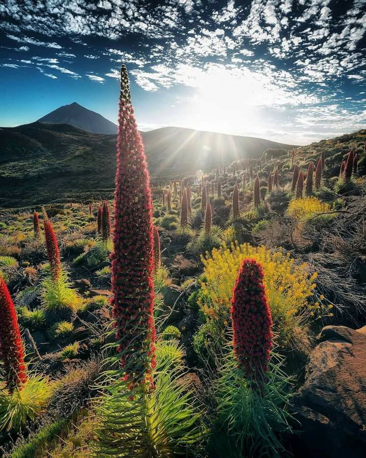 El Teide.