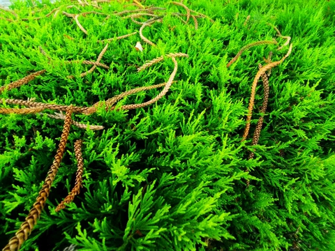 Bush