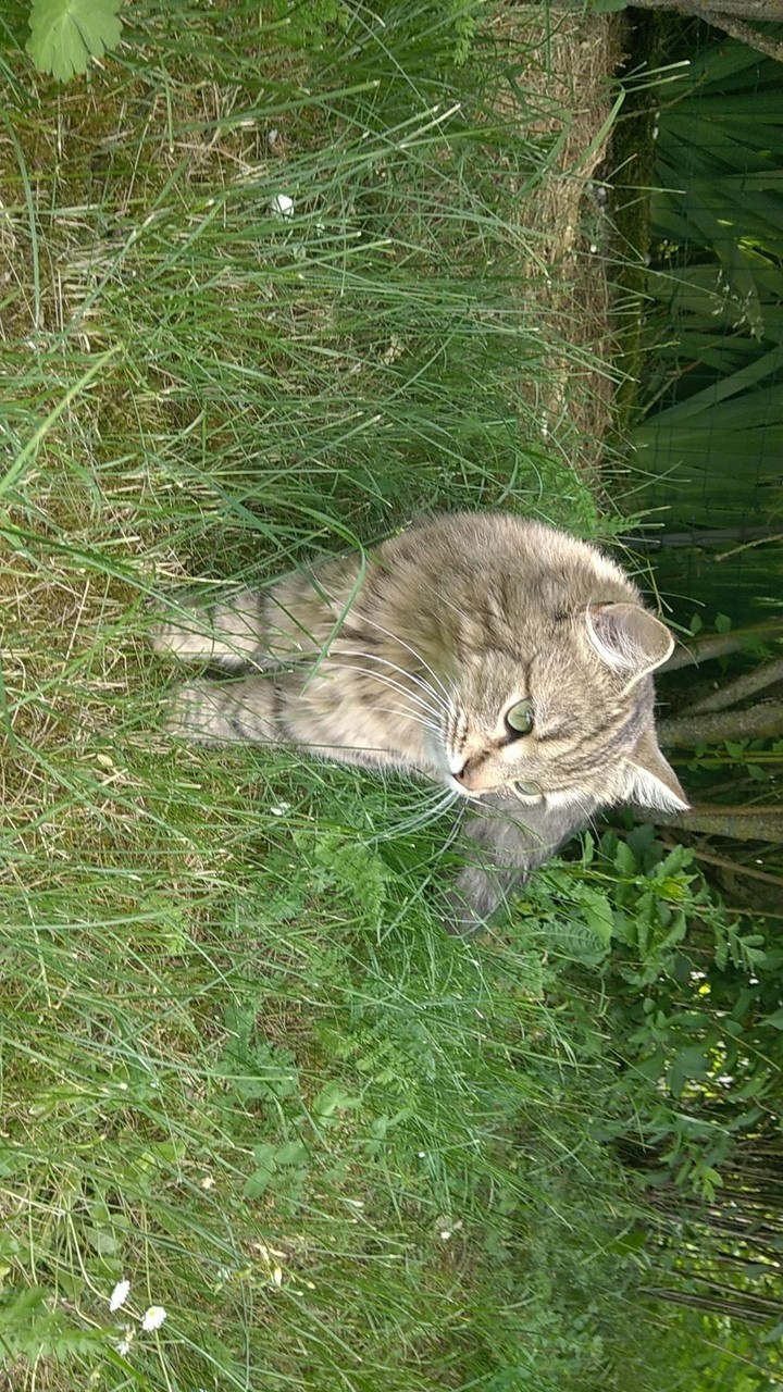 furtive