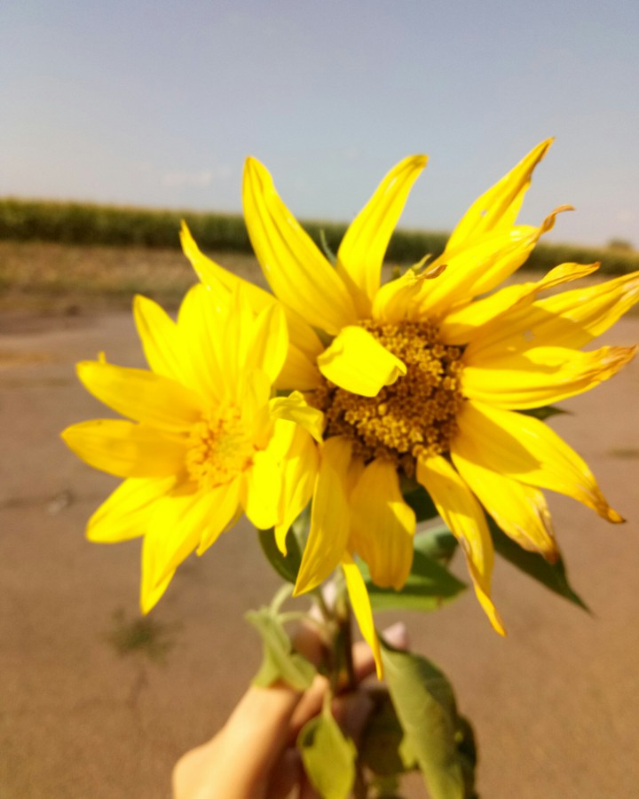 sunflower