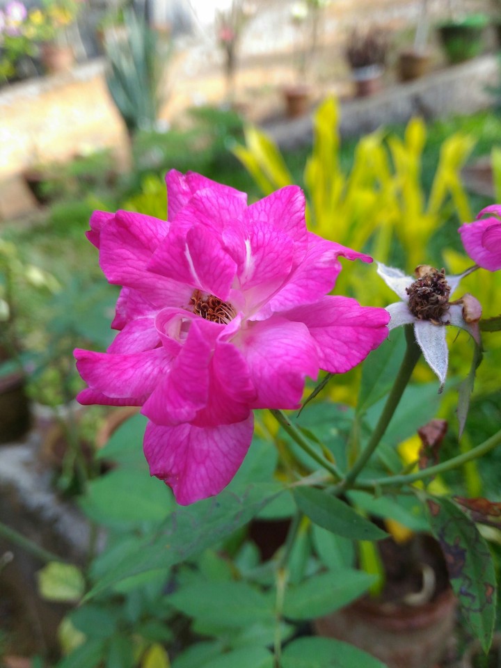 blossom