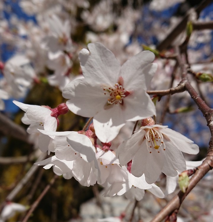 SAKURA