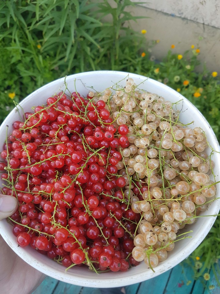 fruit