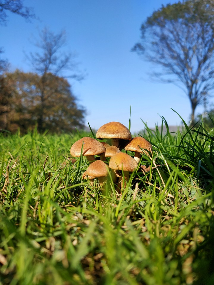 Mushroom