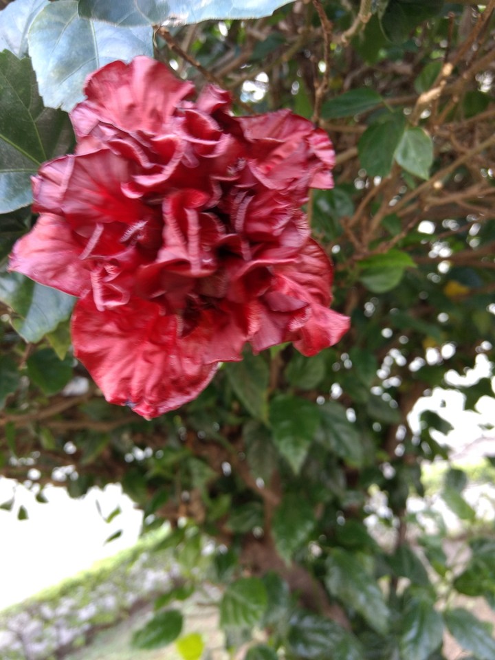 flor