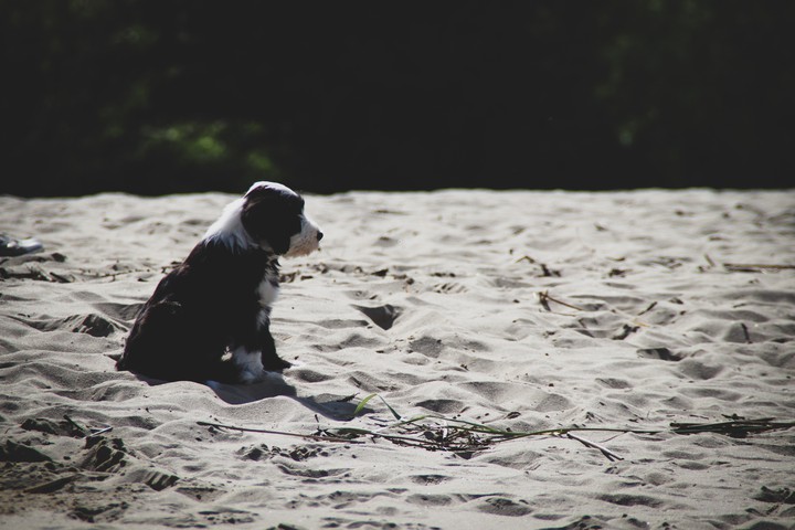 Lovly Dog