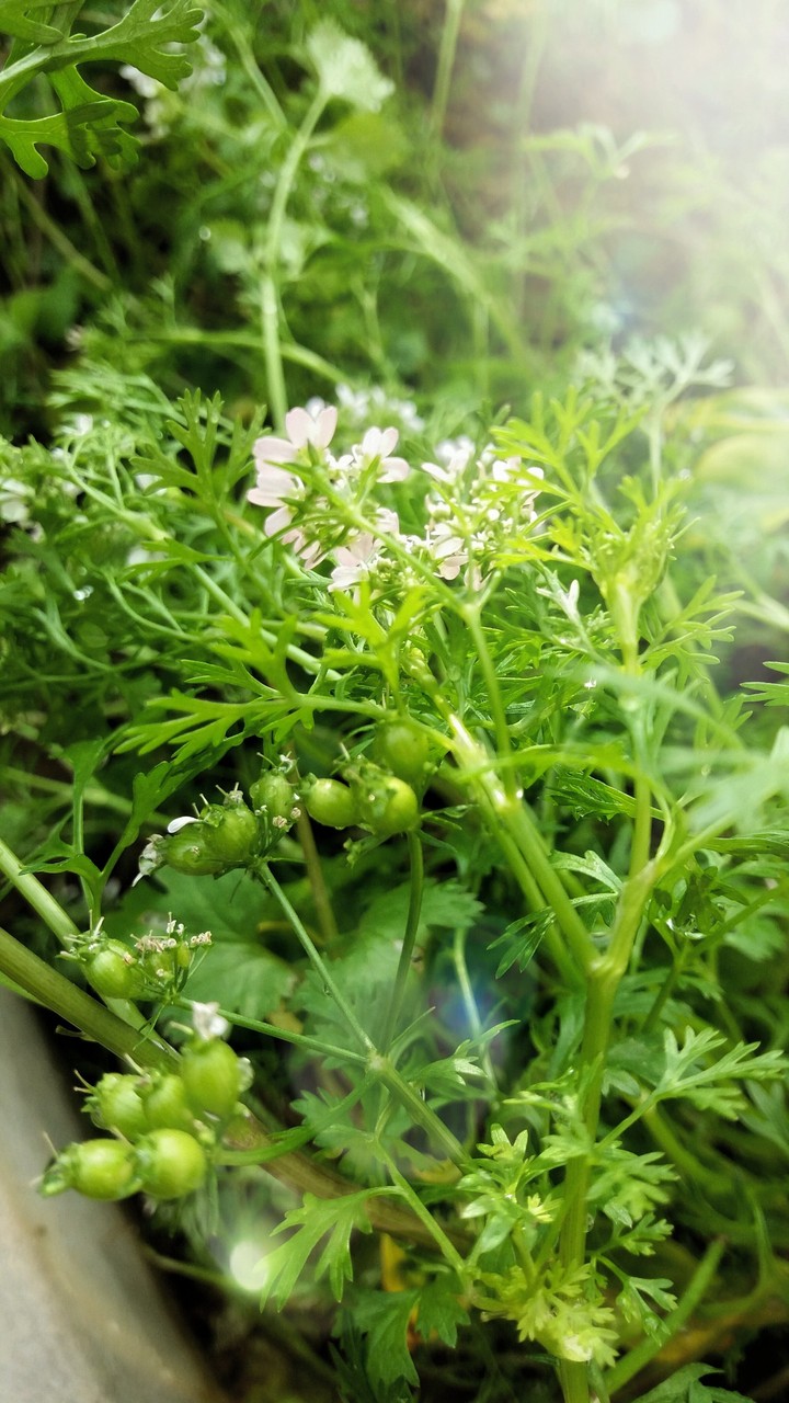 coriander