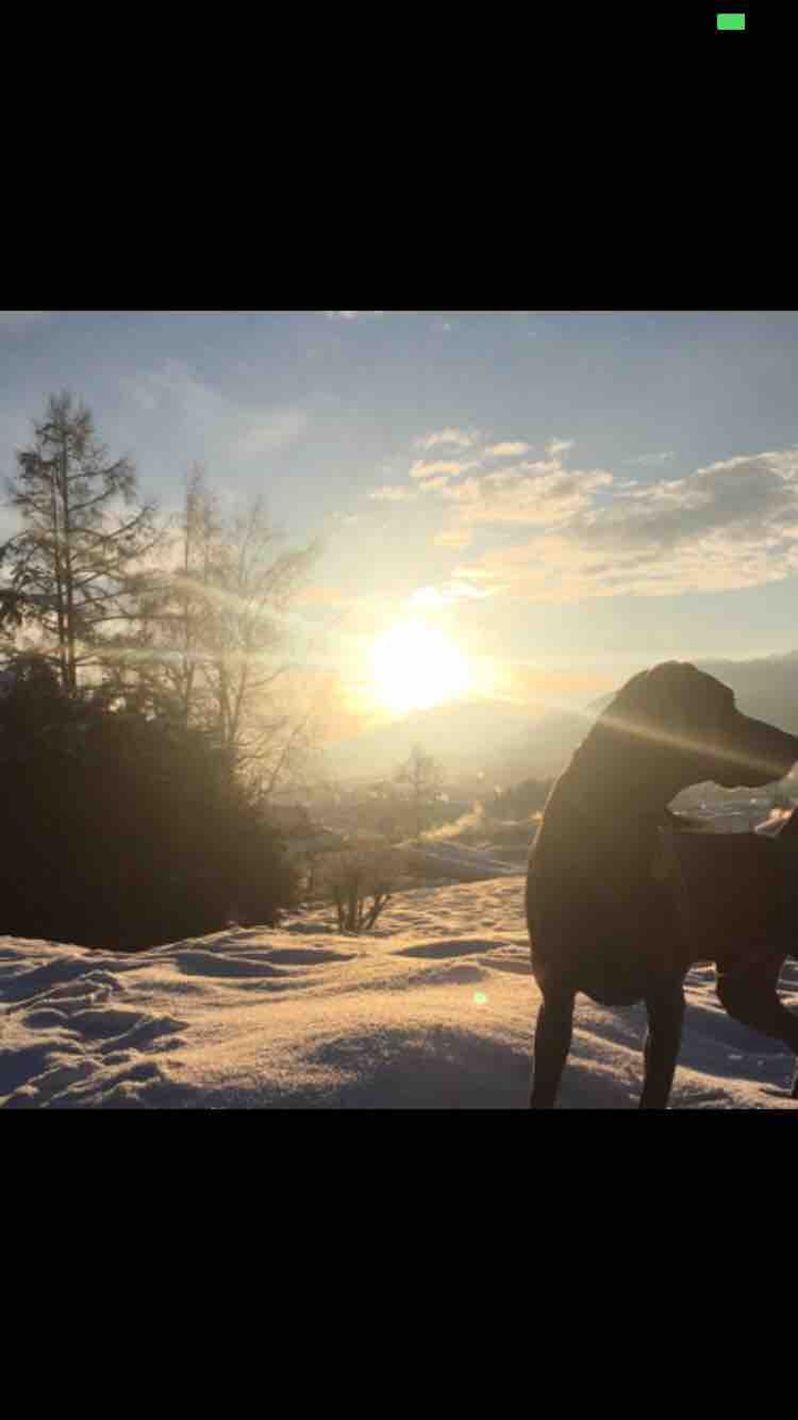der Hund im Schnee