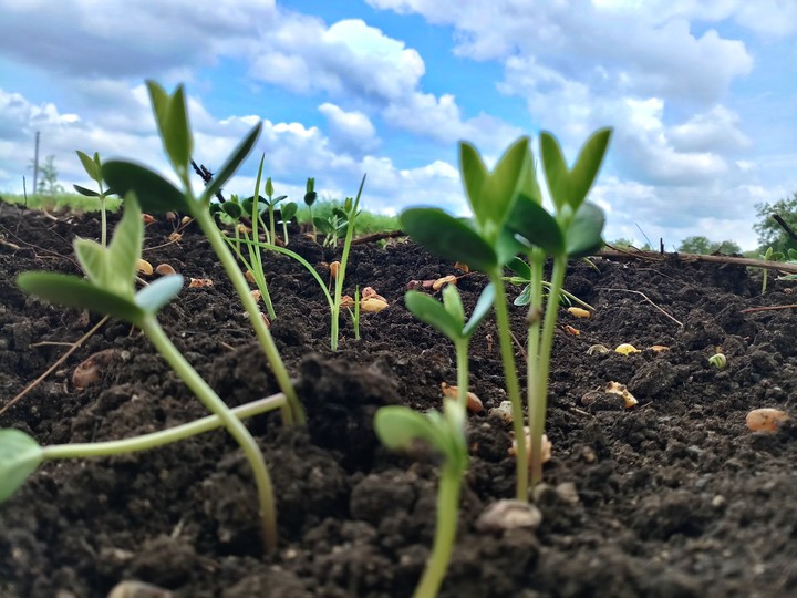 soyabean  plant grow in farm