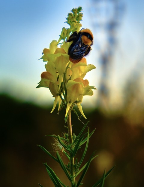обои insect, grass