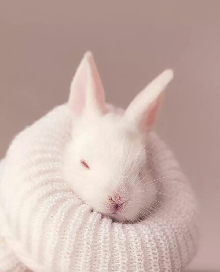 rabbit